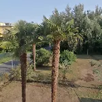B&big لوكا